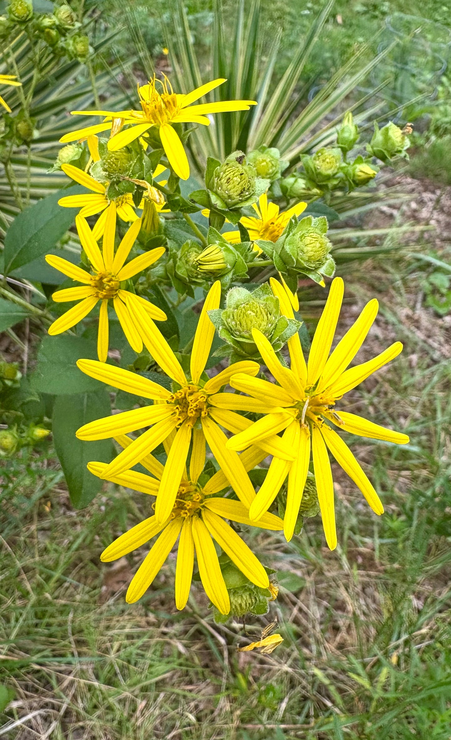 Silphium trifoliatum - whorled rosinweed