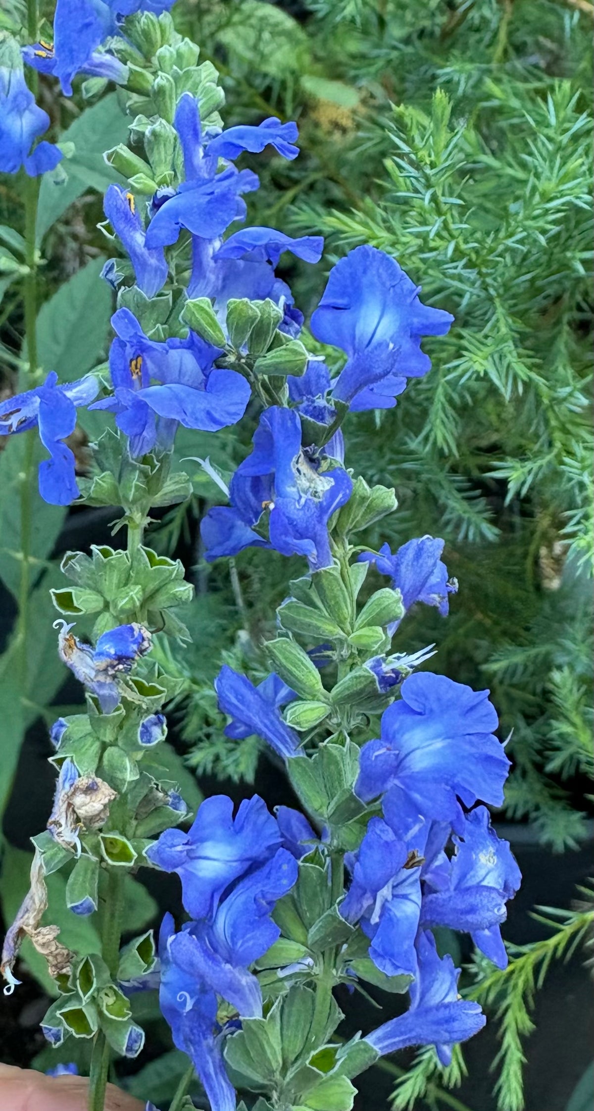 Salvia azurea - azure sage
