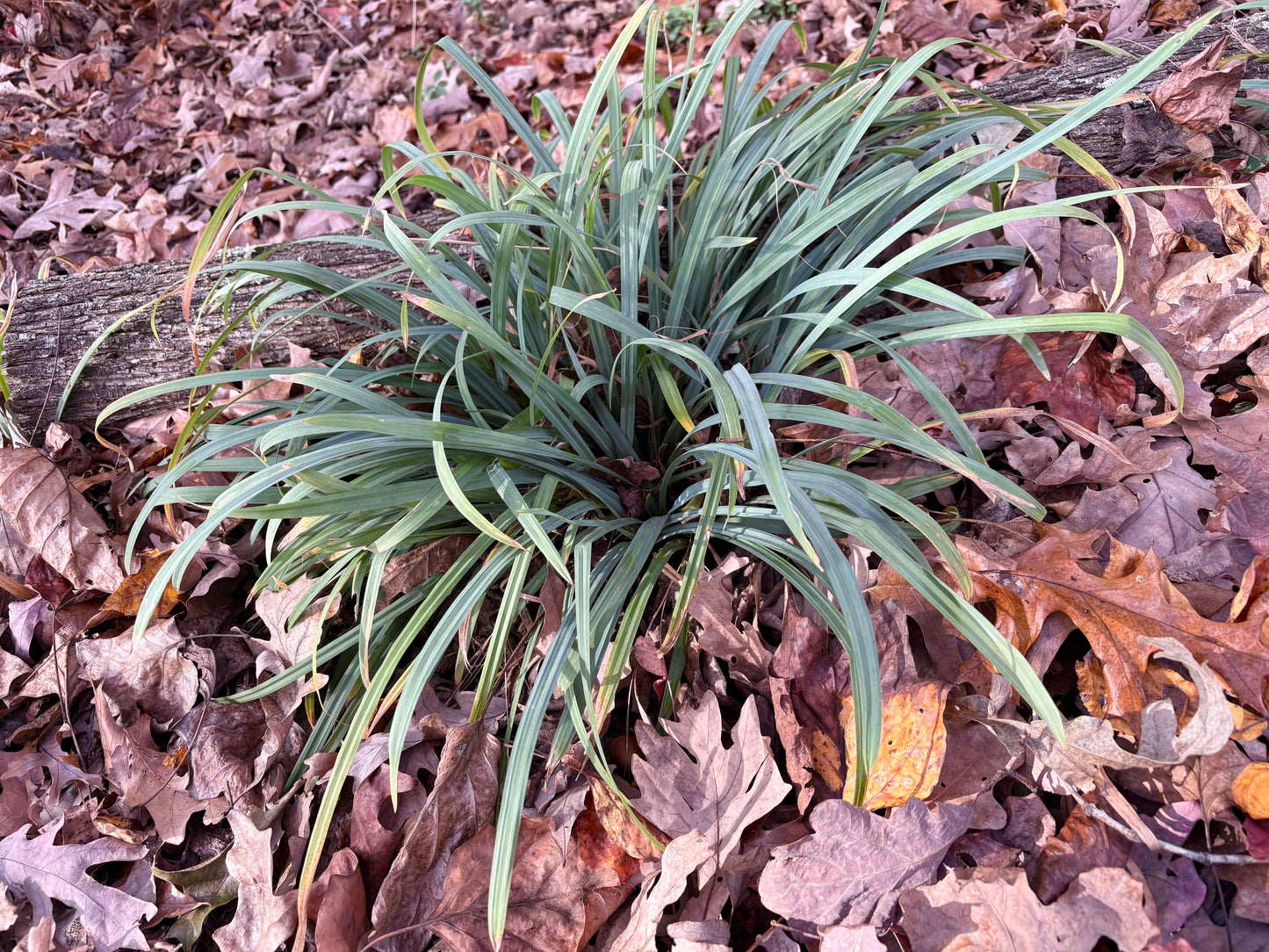 Carex laxiculmis - sedge, creeping