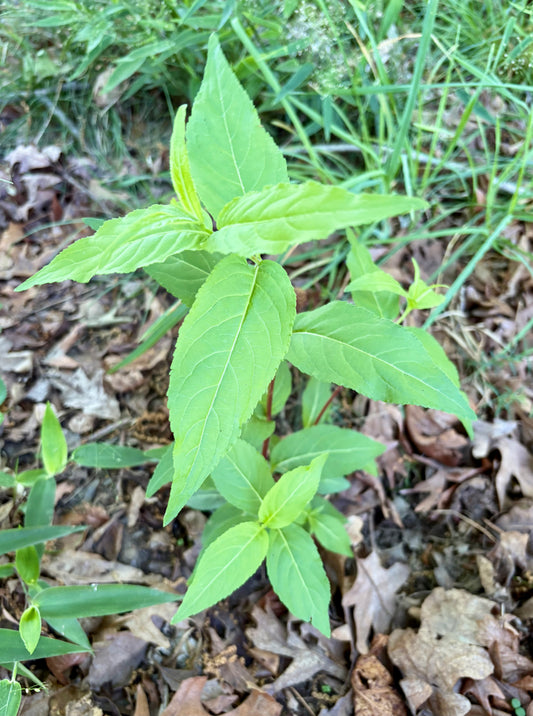 Diervilla rivularis - mountain bush honeysuckle