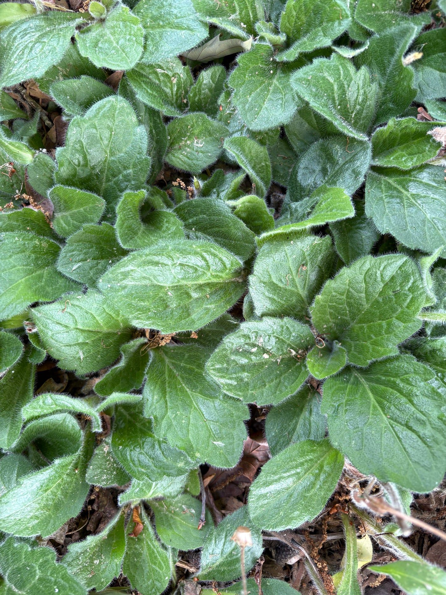 Erigeron pulchellus 'Lynhaven Carpet' - Lynhaven Carpet Robin's Plantain