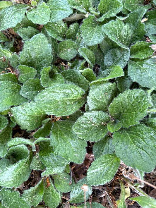 Erigeron pulchellus 'Lynhaven Carpet' - Lynhaven Carpet Robin's Plantain