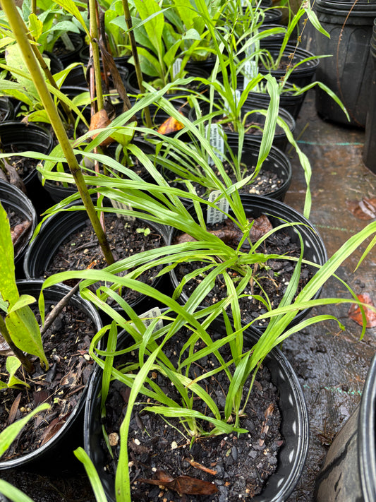 Coleataenia anceps - beaked panic grass