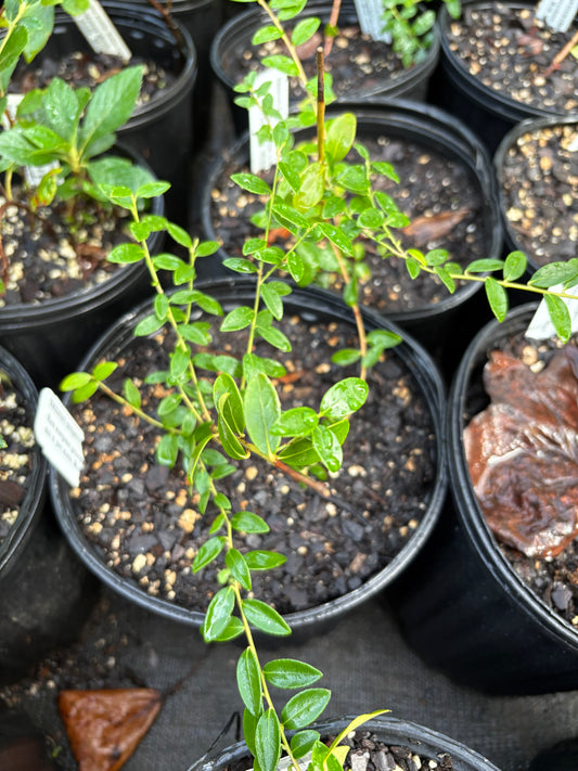 Vaccinium sempervirens - creeping blueberry