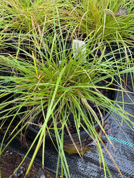 Carex leavenworthii - sedge, Leavenworth's