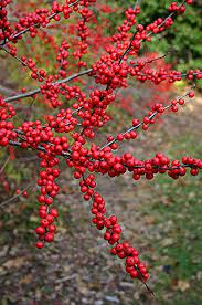 Ilex verticillata 'Winter Red' - winterberry holly, female selection