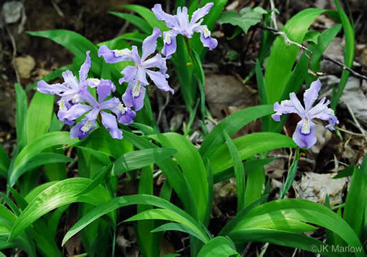 Iris cristata - iris, dwarf crested