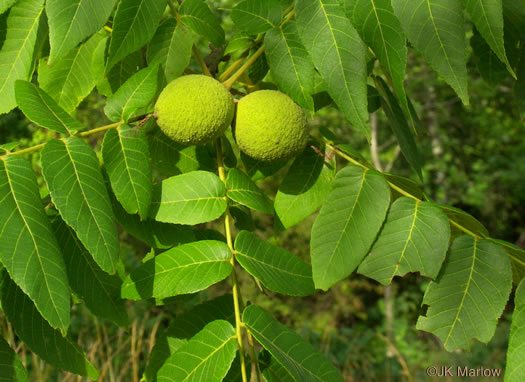 Juglans nigra - black walnut