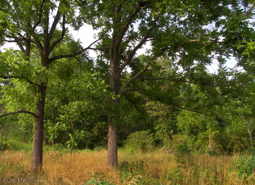 Juglans nigra - black walnut