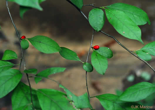 Lindera benzoin - spicebush
