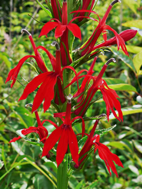 Lobelia cardinalis - Cardinal Flower