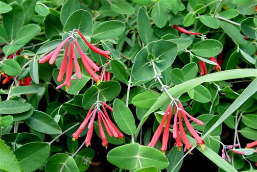 Lonicera sempervirens - coral honeysuckle