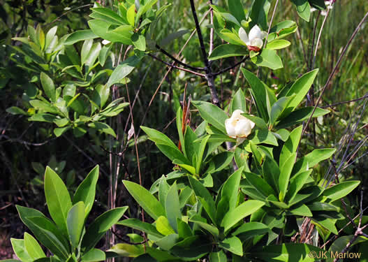 Magnolia virginiana - magnolia, sweetbay