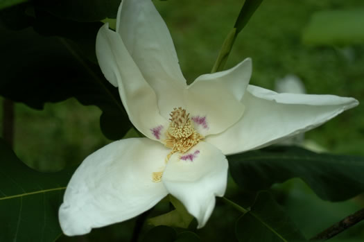 Magnolia macrophylla - bigleaf magnolia