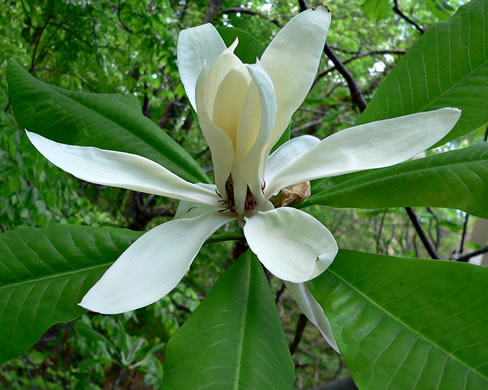 Magnolia tripetala - magnolia, umbrella