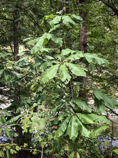 Magnolia tripetala - magnolia, umbrella