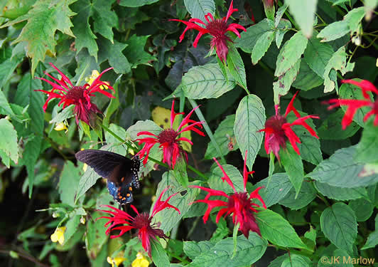 Monarda didyma - red beebalm