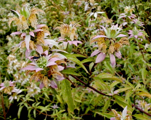 Monarda punctata - spotted beebalm