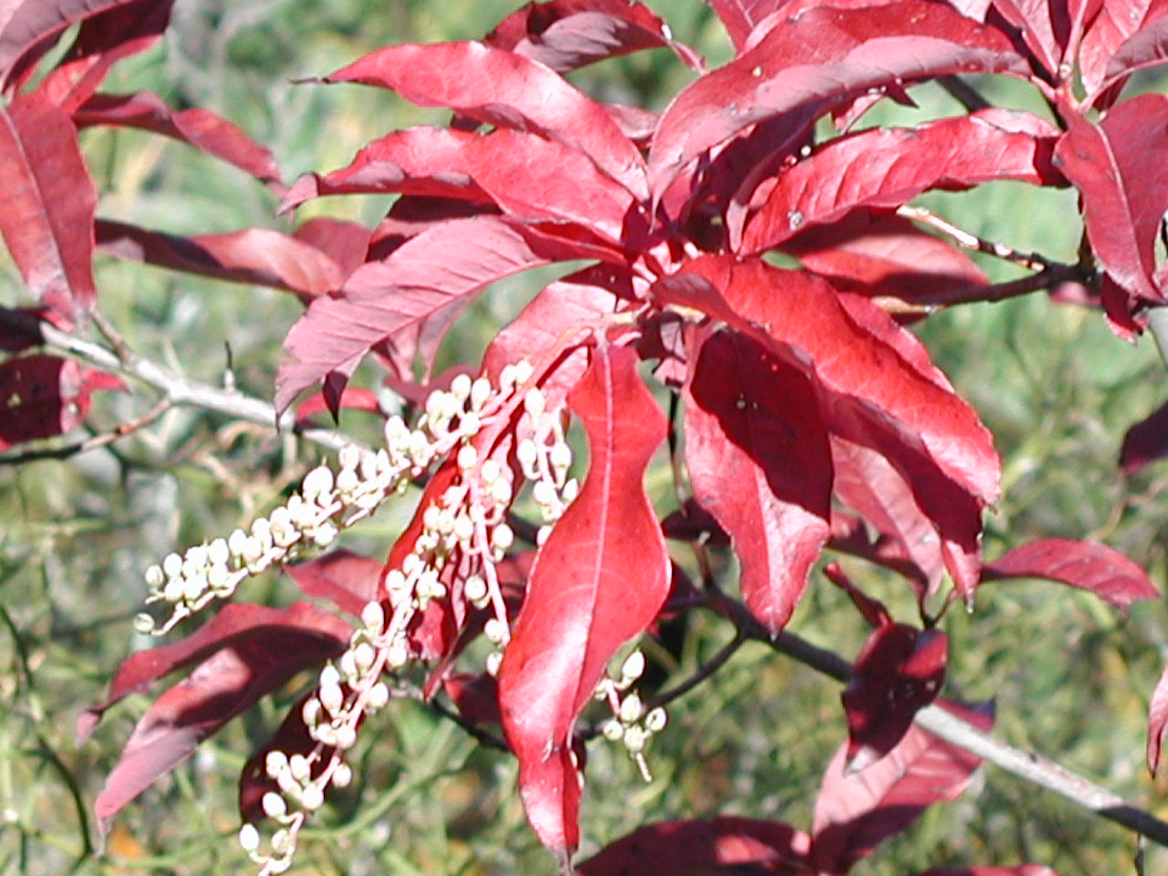 Oxydendron arboreum - sourwood