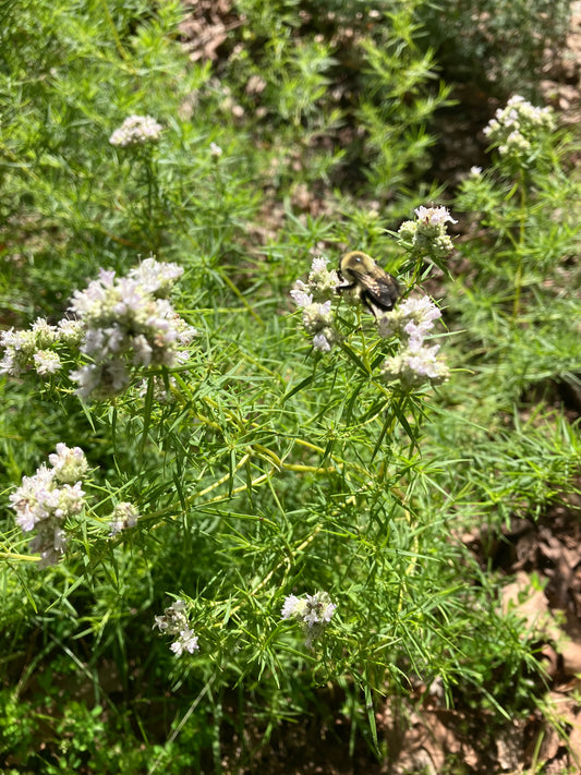 Pycnanthemum tenuifolium (dwarf) - dwarf narrowleaf mountain mint