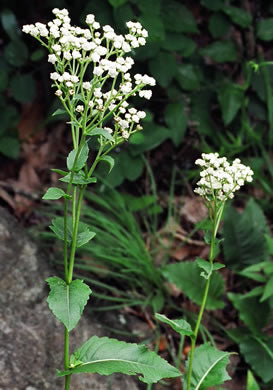 Parthenium integrifolium - Wild Quinine