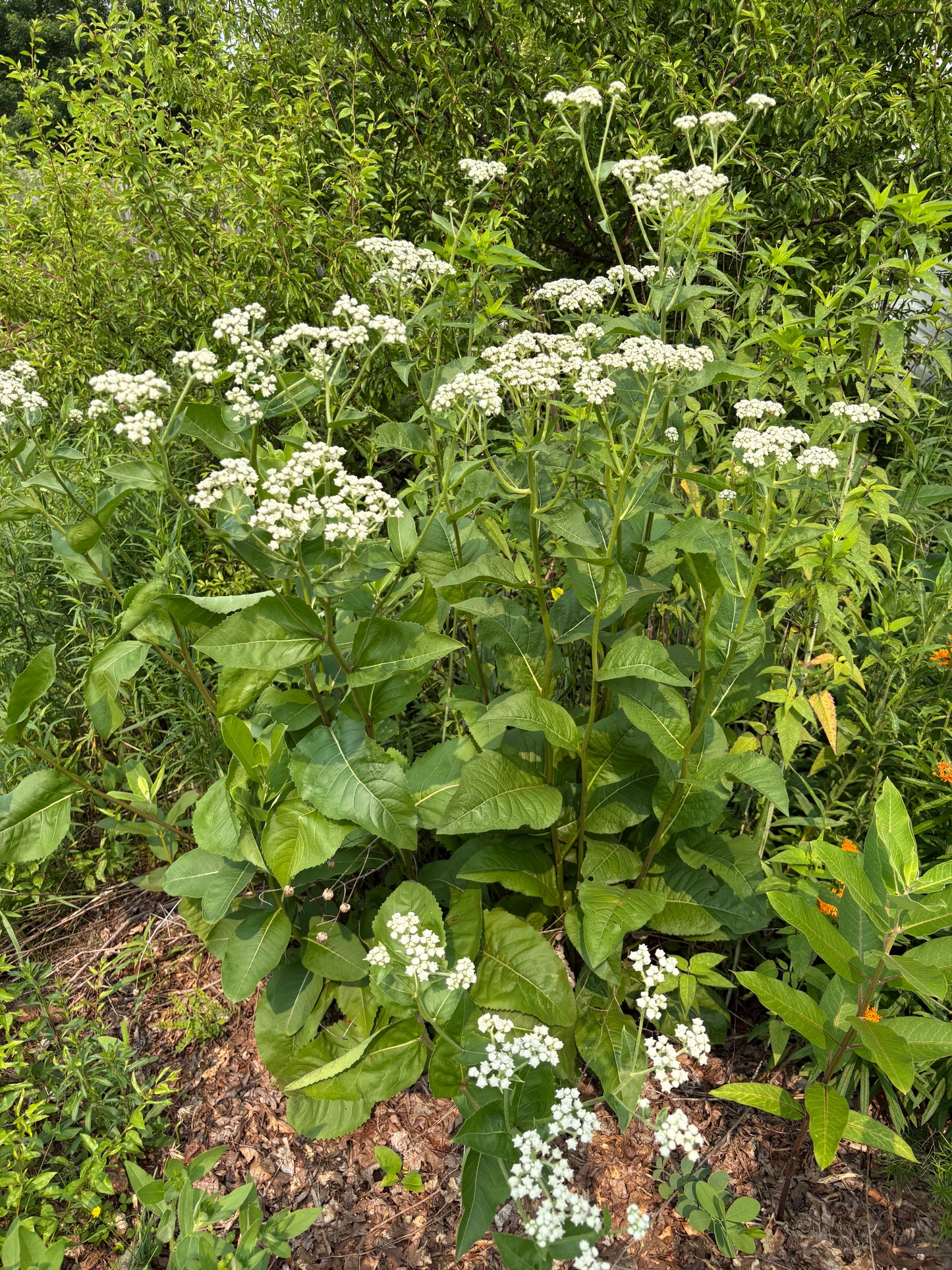 Parthenium integrifolium - Wild Quinine