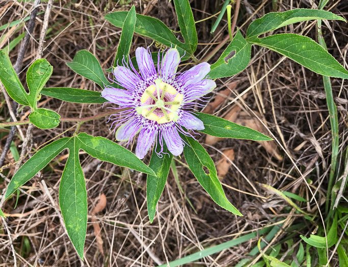Passiflora incarnata - passion flower, Maypop
