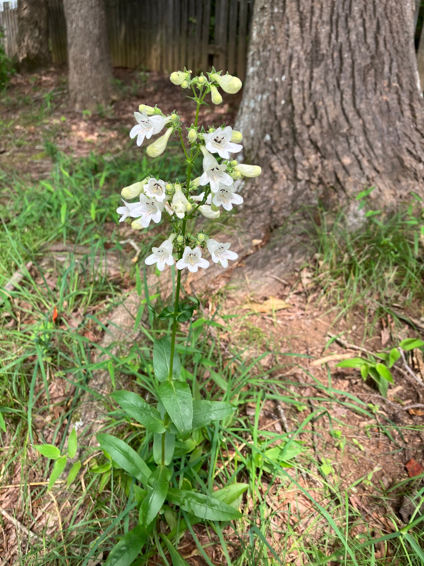 Penstemon digitalis - foxglove beardtongue
