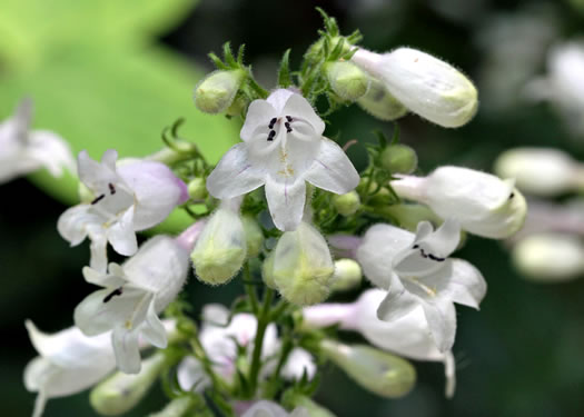 Penstemon digitalis - foxglove beardtongue