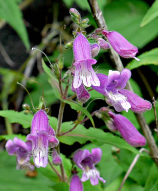 Penstemon smallii - Small's penstemon