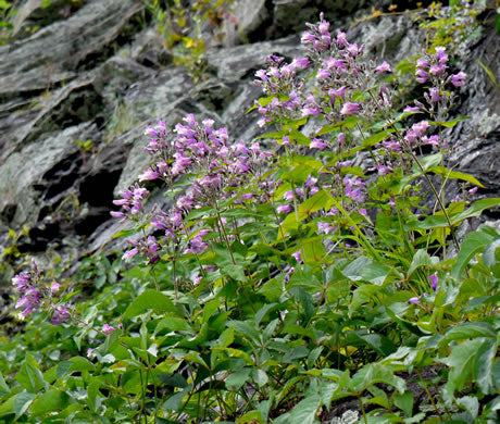 Penstemon smallii - Small's penstemon