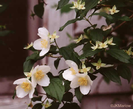 Philadelphus inodorus - mock orange, scentless
