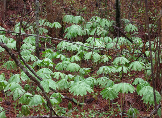 Podophyllum peltatum - Mayapple