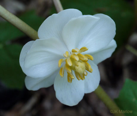 Podophyllum peltatum - Mayapple