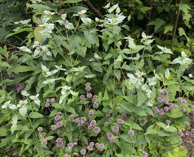 Pycnanthemum muticum - blunt mountain mint