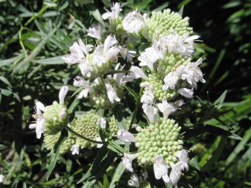 Pycnanthemum verticillatum - whorled mountain mint