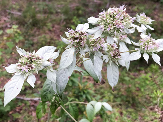 Pycnanthemum pycnanthemoides - mountain mint, southern
