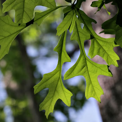 Quercus lyrata - overcup oak