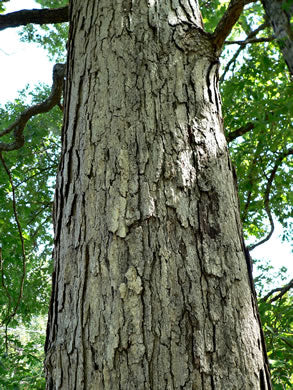 Quercus alba - white oak