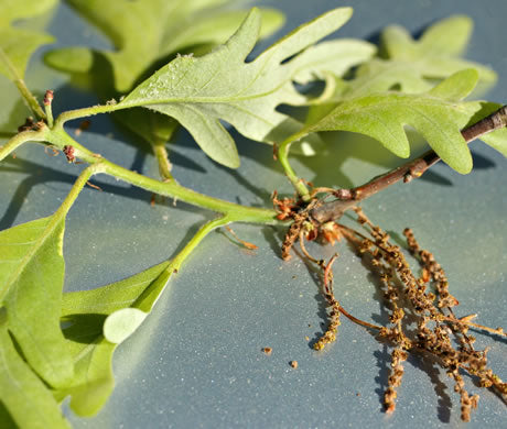 Quercus alba - white oak