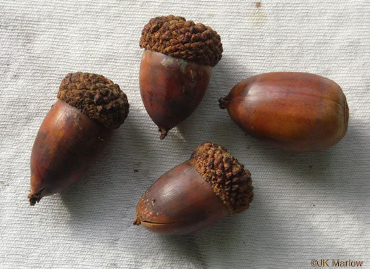 Quercus alba - white oak
