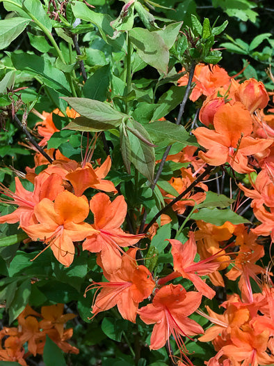 Rhododendron calendulaceum - flame azalea