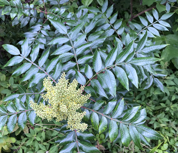 Rhus copallinum - winged sumac