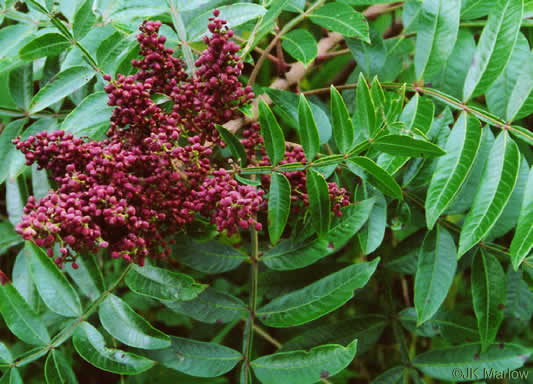 Rhus copallinum - winged sumac