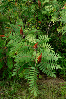 Rhus glabra - smooth sumac