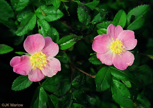 Rosa carolina - Carolina rose