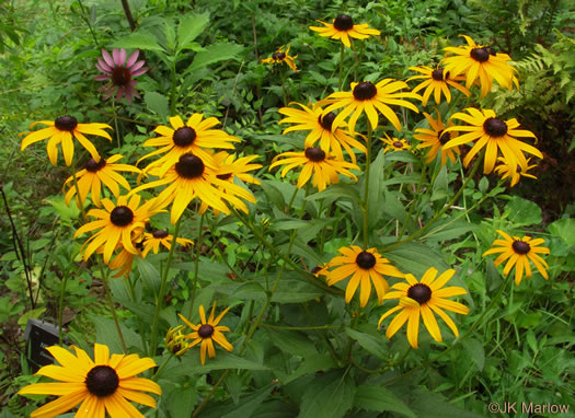 Rudbeckia fulgida - orange coneflower