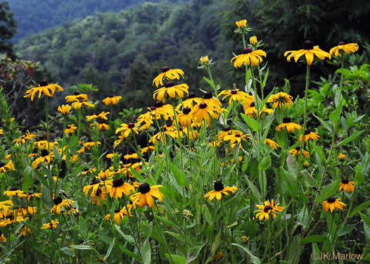 Rudbeckia hirta -  black-eyed susan coneflower