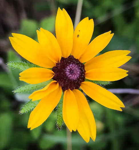 Rudbeckia hirta -  black-eyed susan coneflower