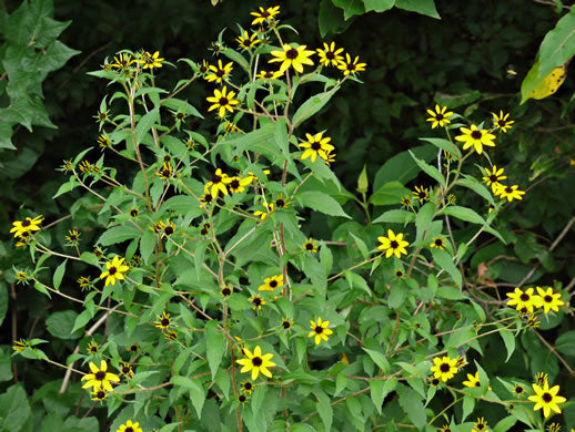 Rudbeckia triloba - brown-eyed susan coneflower